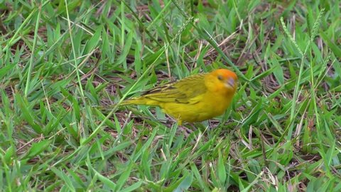 The yellow saffron finch (Sicalis flaveola) looking for food on the grass.
