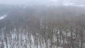 A bird's eye view of the winter forest. Drone video.