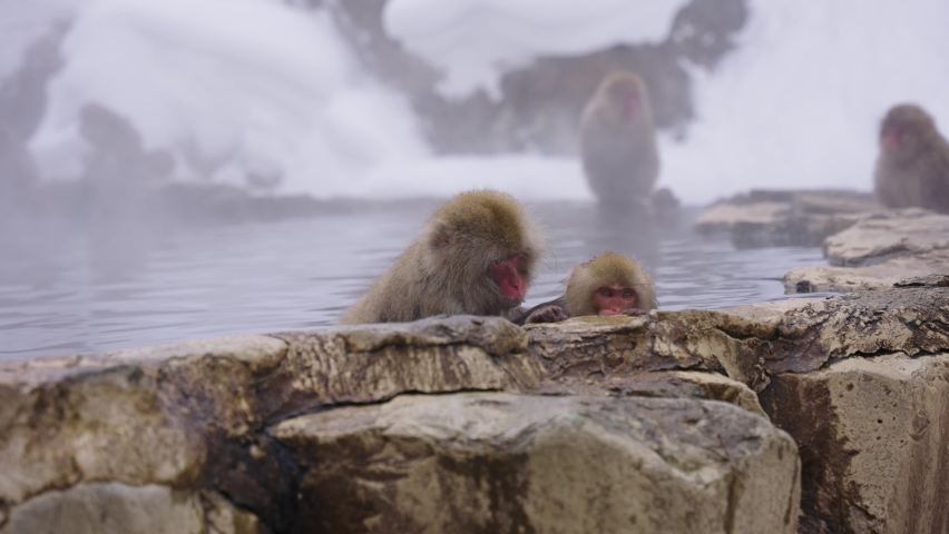 Japanese Macaques (Macaca fuscata) Bathing in Hot Spring, in Mountains of Nagano
