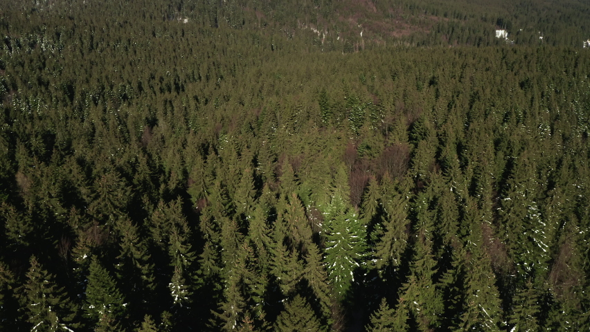 Slow aerial tilt up over evergreen forest revealing Postavarul Massif, Romania.