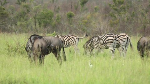 Wide shot of plains zebras and blue wildebeest feeding on the the fresh grassland in the Greater Kruger. 