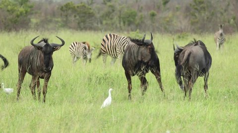Wide shot of blue wildebeests (gnu) jumping around, Greater Kruger. 