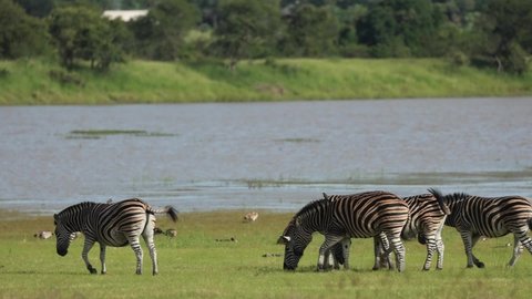Wide shot of a herd of Plains zebras grazing along the water's edge,´and passing through the frame, Greater Kruger. 