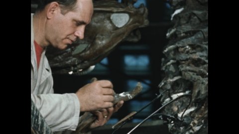 1950s: A scientist walks up to the large skull of a carnivorous dinosaur specimen and pulls at the teeth. Scientist attaches rib bones to the skeleton.
