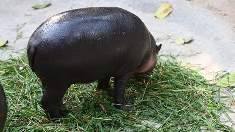A cute little hippopotamus eat food