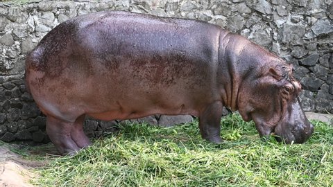 A cute little hippopotamus eat food