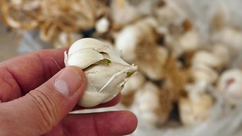 a bunch of dried garlic in a person's hand - lots of dried garlic heads.