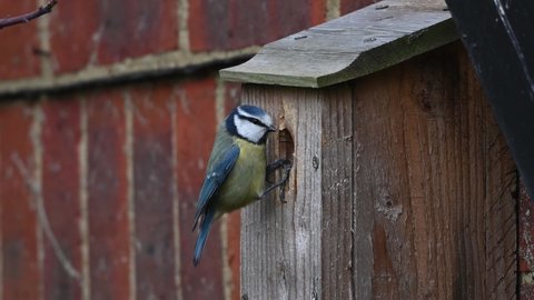Blue tit investigating garden nest box