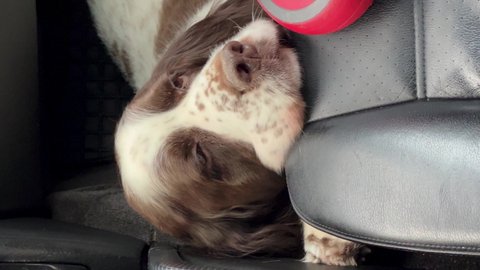 The dog of the English Springer Spaniel breed laid his head on the seat in the car, a sad look. A trip to the veterinary clinic