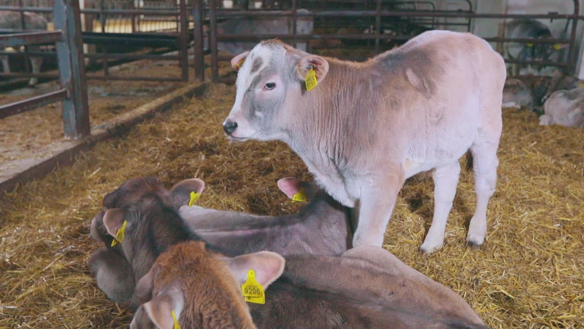 Cute little calves on the farm. Beautiful calves on the farm. Brown schwitz cow calf. Housing for Dairy Cattle. Animal husbandry. Dairy Cows Farming. Inside.