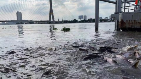 BANGKOK, THAILAND - Circa November, 2021: Fish feeding at Thewet Pier, Chao Phraya River with Rama VIII Bridge in the background while fish compete for breads in slow motion. 