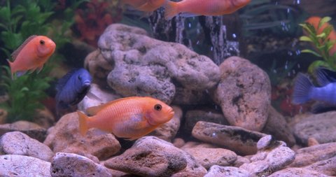 Home gold fish. A colorful aquarium with gold fishes and cichlids at home.