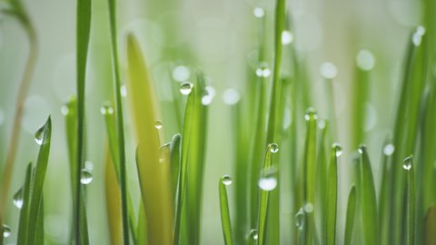 Young sprouts grass with dew. Video using a slider.
