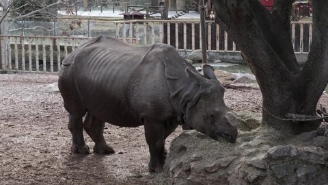 Madrid, Spain - JAN 30 2022: The Indian rhinoceros (Rhinoceros unicornis), aka the Indian rhino, greater one-horned rhinoceros or great Indian rhinoceros at the Madrid Zoo Aquarium.