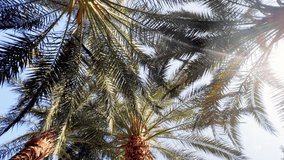 rotating video of palm tops in sunny weather, blue sky in the background, tree view from below