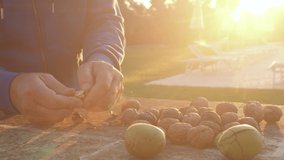 Edible seed drupe in nutshell. Hand broken walnut at sunset closeup Autumn harvest full ripening nuts Hand picked sun dried harvest harvesting walnuts during autumn Organic gardening healthy lifestyle - Powered by Shutterstock - Get 15% off with code: PIKWIZARD15