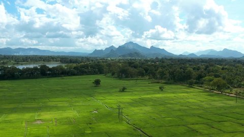 Green paddy fields in Sri Lankan rural agricultural countryside area, aerial view