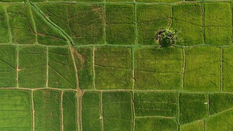 Aerial top down view of green rice paddy field pattern texture in Sri Lanka