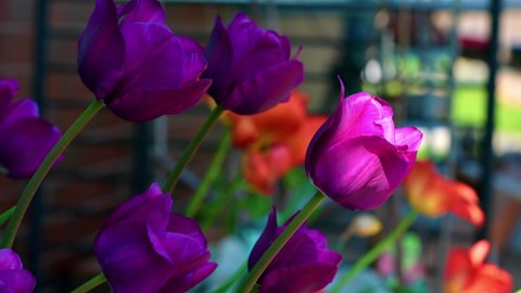 Purple Tulips Swaying In The Wind Against Bokeh Background. Selective Focus