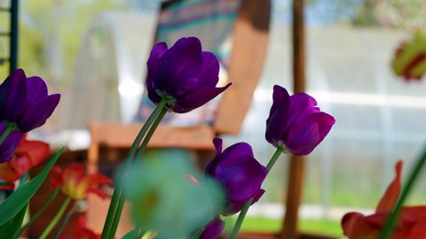 Colorful Tulips Blossoming, Sway As The Wind Blows On Daytime. Selective Focus