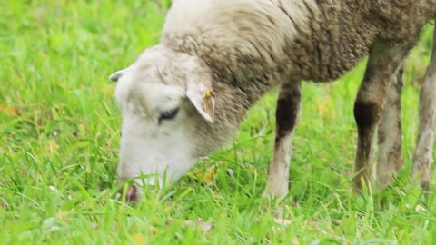 Domestic brown sheep eat grass in pasture. Breeding animals on farm. Flock of sheep is nibbling green grass in field. Rural life in the countryside.