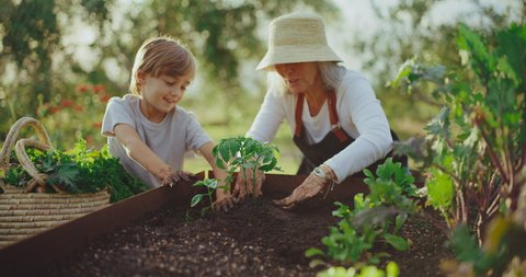 Grandmother and young grandson planting in the garden bed