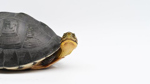 A female of Asian box turtle, Cuora amboinensis isolated on a white background. Captured from central plain of Thailand. 