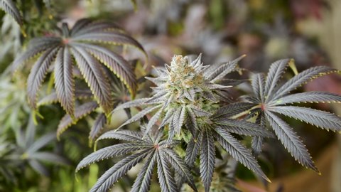 Large Buds on Marijuana Plants at Indoor Cannabis Farm.
