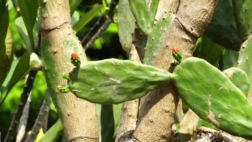 Opuntia cochenillifera (Also called Warm hand, nopal cactus) with a natural background. Opuntia cochenillifera is one of cactus species Royalty-Free Stock Footage #1087743995