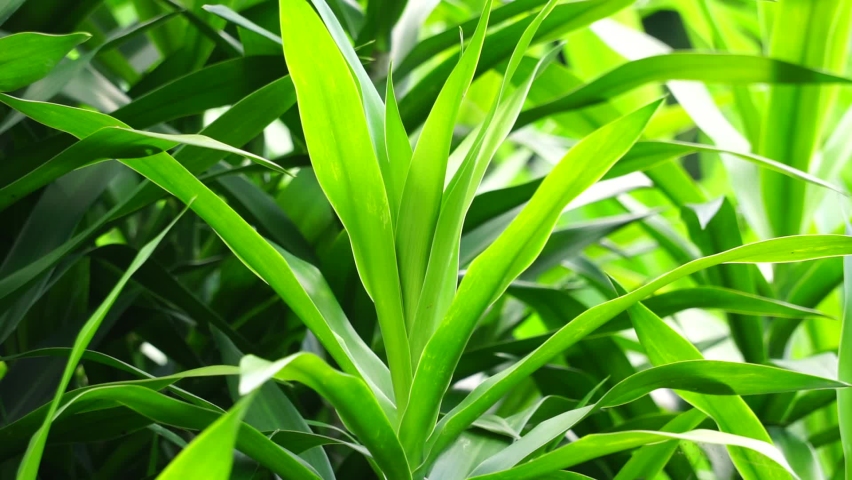 Pleomele angustifolia (Suji, suji hijau, Dracaena angustifoliae) leaves. The leaves are used to make green food coloring. Also used traditionally as medicine for several different ailments Royalty-Free Stock Footage #1087744022