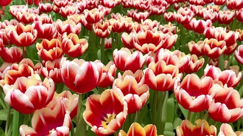 Red tulips  bloom under sunshine in the garden. Super showy cardinal red with contrasting creamy yellow edges that fade to white as the flower matures.