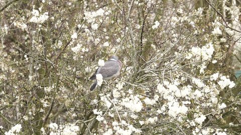 A wood pigeon in a blossoming tree