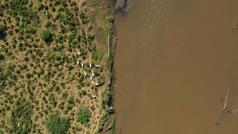 Livestock walking along tarcoles river full of crocodiles Costa Rica sunny day aerial top shot 