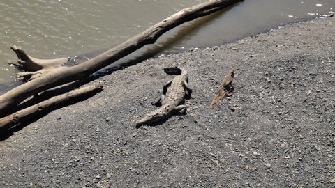 american crocodile sunbathing along a dead tree tarcoles river sunny day Cocta Rica


