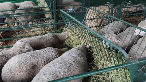 Many Wooly Sheep in Pen Enclosure at Animal Farm pan