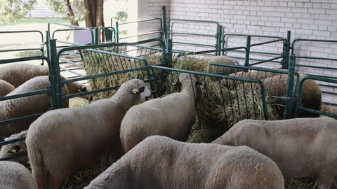 Sheep in Pen Enclosure at Animal Farm tilt up