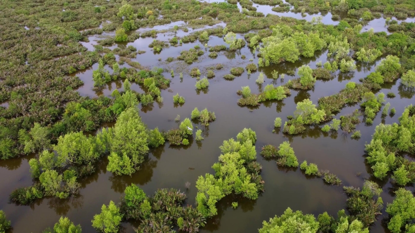 Aerial view birds fly at wetland reflection of mangrove tree