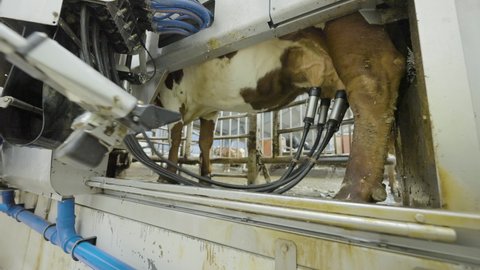 Robotic Milking. Automated Milking Robot Res Suction Cups From Cow Udder. static