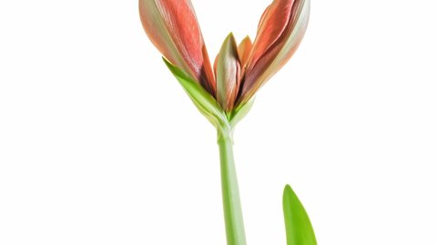 Red Amaryllis flower opening , time lapse video