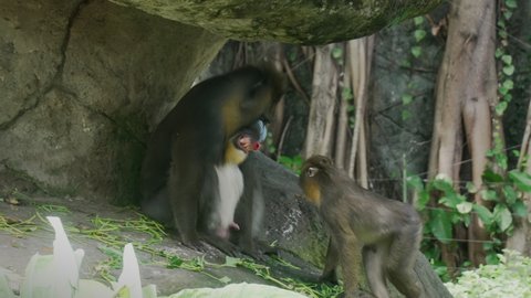 A little mandrill cub touching his mother's fur and trying to communicate with her. Bad tempered exotic monkey in a Balinese zoo and her child sitting in shadow of a rock in tropical jungle.