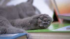 Tired Gray British Home Cat with Green Eyes Sleep on Scattered Books. Fluffy paw of an animal is extended forward in close-up. Calm purebred Scottish pet resting, relaxing in room. 4K. Slow motion.