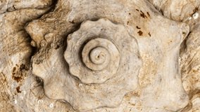 Macro 4k video of a spiral seashell rotating in a circle. Mollusk seashell texture. Studio shooting. 60 fps.