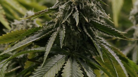 Canadian Marijuana Plant Bud, Grow Room, Canadian Medical Marijuana Industry