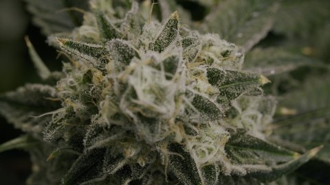 Macro shot of Cannabinoids on a Marijuana Bud, Canadian Medical Marijuana Industry