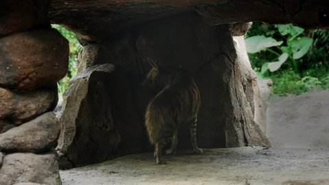 A striped hyena hides from the sun inside a stone cave. A fluffy hyena hides in the shadow of a cave made of stone and looks around watching what is happening. The life of a striped hyena in the wild.