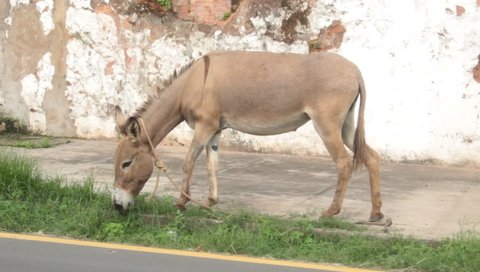 São Luís, Maranhão, Brazil, March 2022. A donkey grazing with a rope around its neck