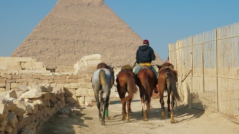 Driver droves horses past fence, brick structures towards pyramid of Khafre. Bedouin driving animals to egyptian mortuary temple constructions for transportation tourists or goods on horseback