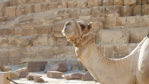 Camel is waiting for tourists to view giza pyramids astride. Excursion animals are ready to take travellers to ancient mortuary temple constructions. Landmarks and inhabitants of Egypt. Close up