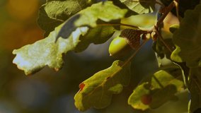 closeup of acorn in the wood - Powered by Shutterstock - Get 15% off with code: PIKWIZARD15