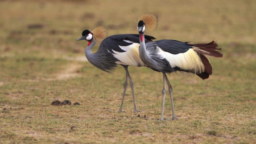 Grey Crowned Crane - Balearica regulorum also African crowned, golden crested, golden-crowned, East African, Eastern crowned, South African or Crested crane, bird in Gruidae, national bird of Uganda.
